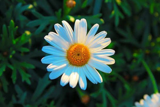 Chamomile flowers