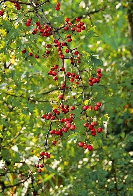 Hawthorn haws (berries)