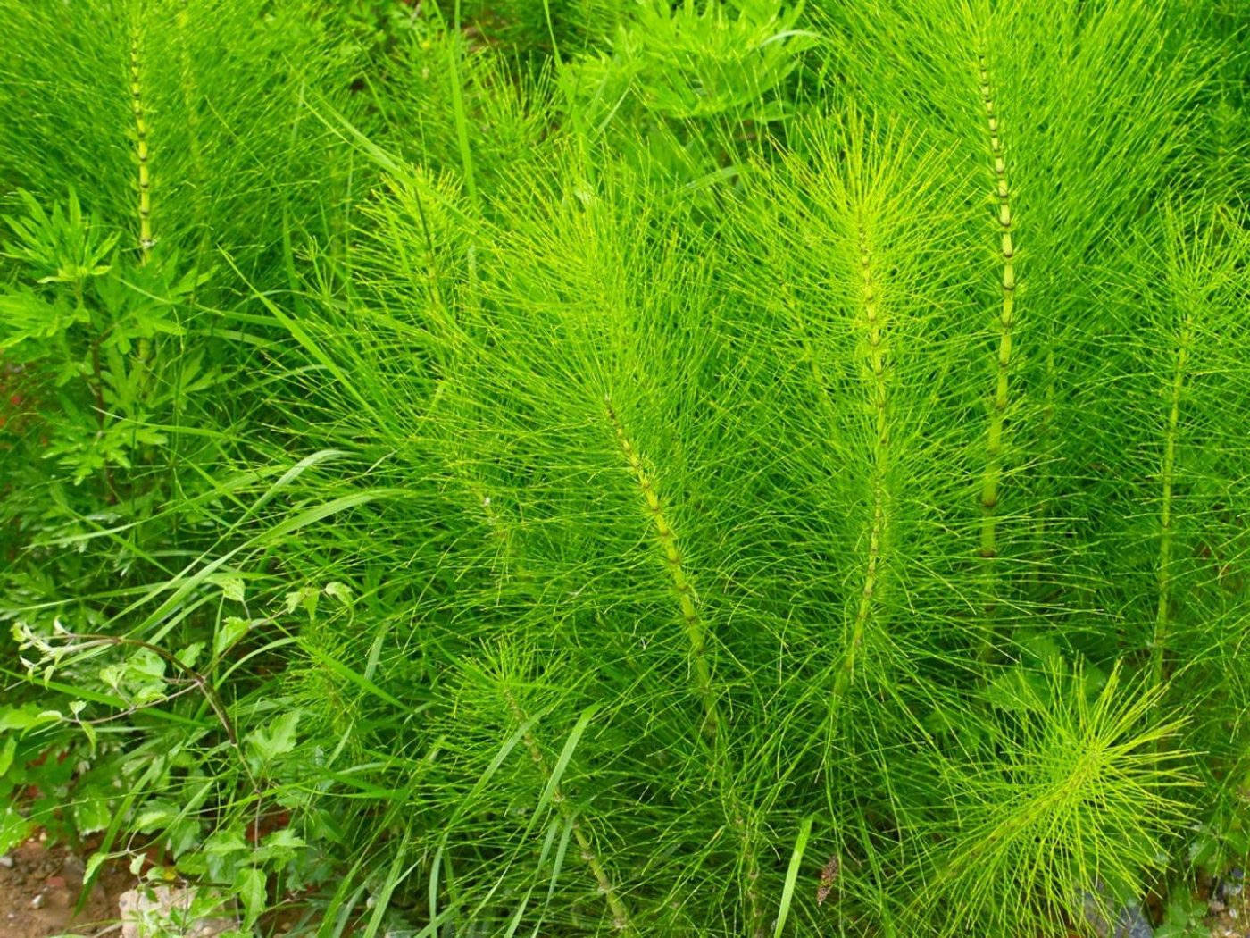 Horsetail (Equisetum)