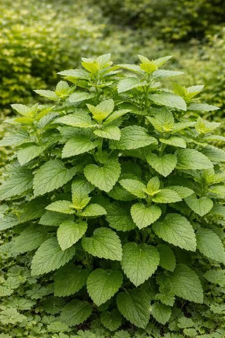 Lemon balm (Melissa officinalis)